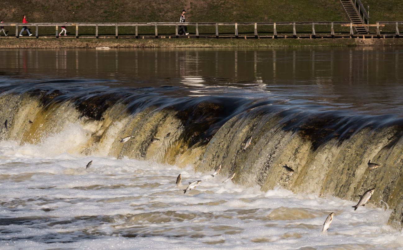 Waterfall on the Venta in Kuldīga