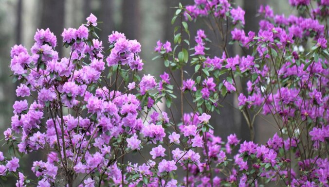 The University of Latvia rhododendron nursery Babīte