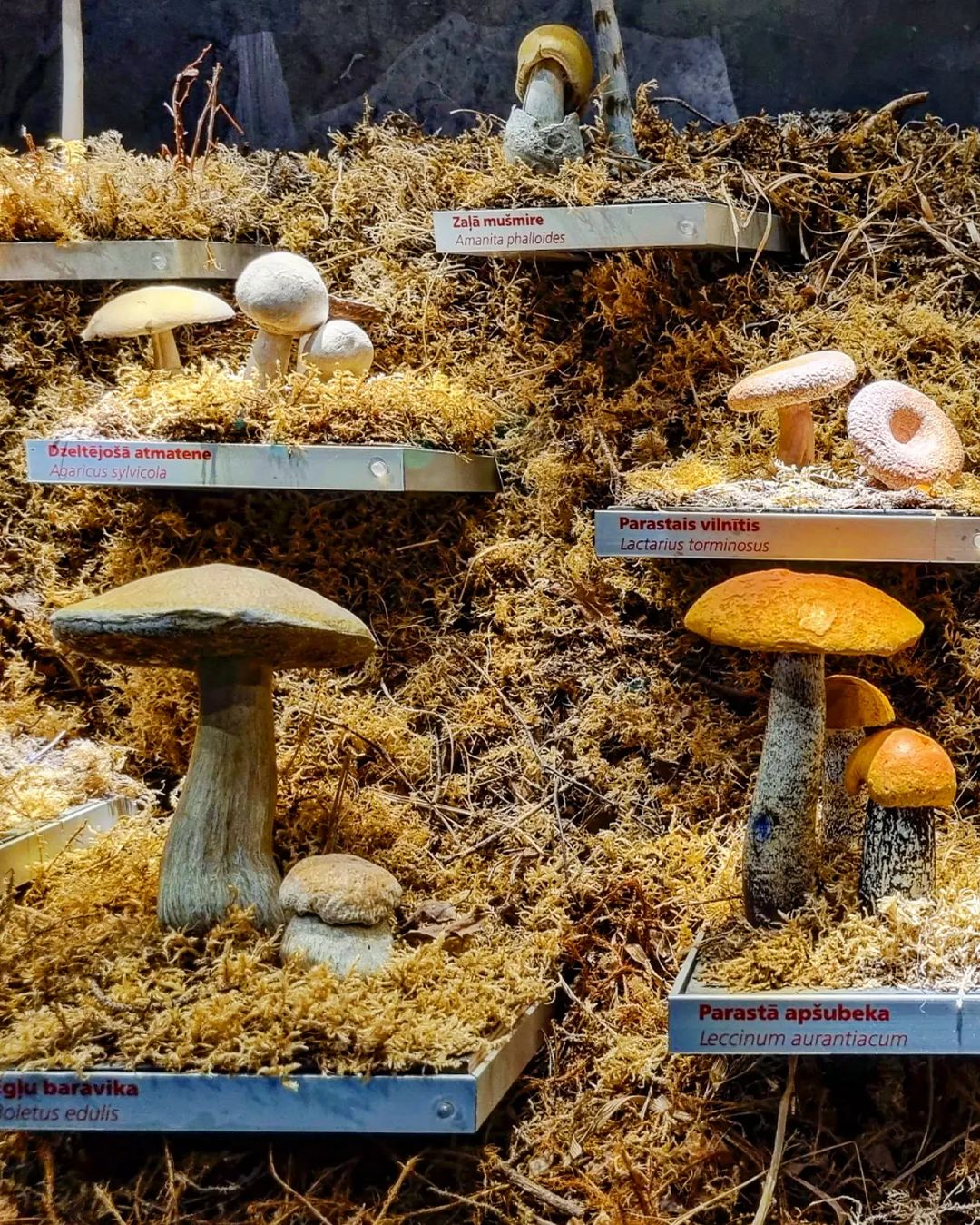 Latvian Museum of Natural History (Latvijas Nacionālais dabas muzejs), Rīga