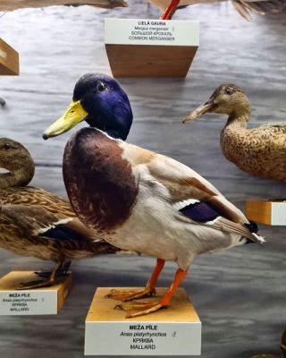Latvian Museum of Natural History (Latvijas Nacionālais dabas muzejs), Rīga