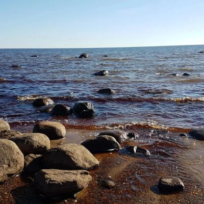 Роя (Roja)